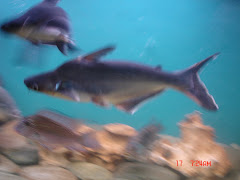 Pangasius Hypophthalmus