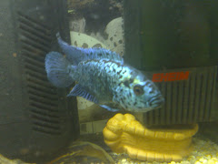 Foto Fábio Rocha / Cichlasoma octofasciatum / Jack Dempsy Blue