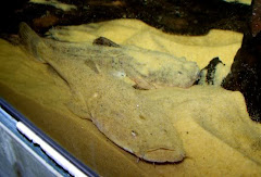 Chaca-chaca / Lophiosilurus alexandri