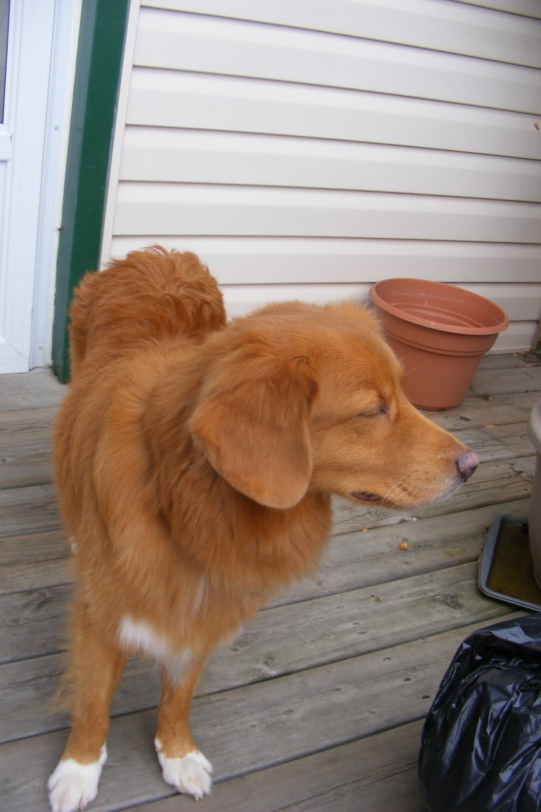 Nova Scotia Duck Toller Puppies: Still Available- 4 Male Puppies in