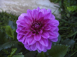 Una de sus flores emblemáticas (Dalia lila)