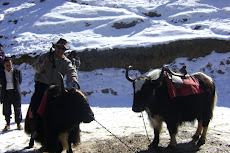 le yak des himalayas