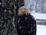 Kodiak Eagle