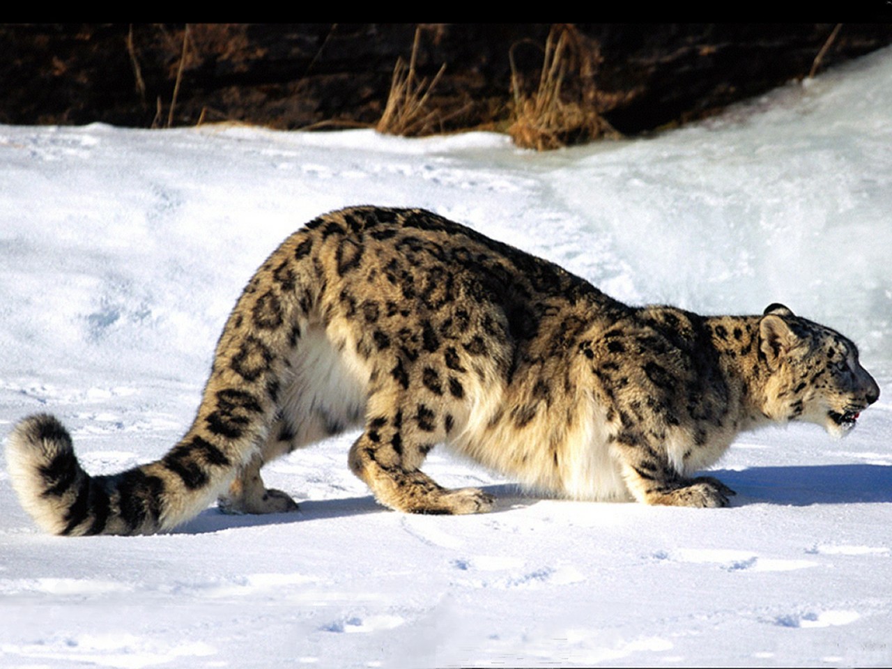 Japan Leopard HD Wallpapers Snow Leopard Pics, Photos of Hunting Videos