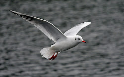 flying birds wallpapers animals seagull desktop bird seagulls sea