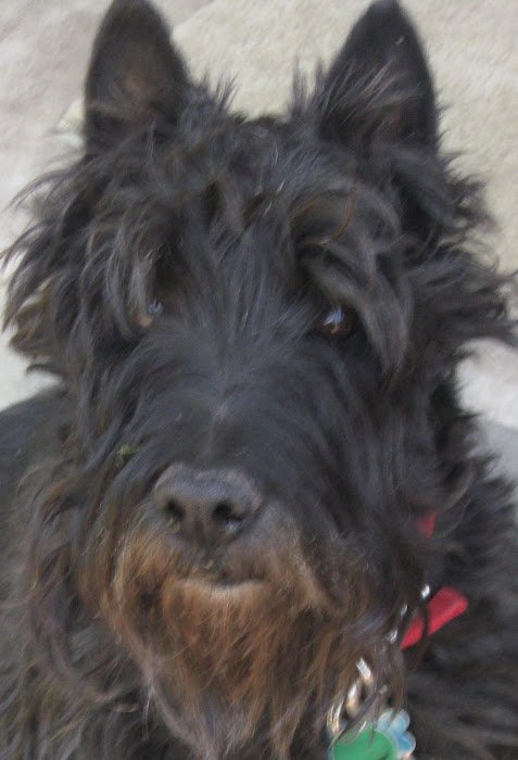 FAVORITE DOG