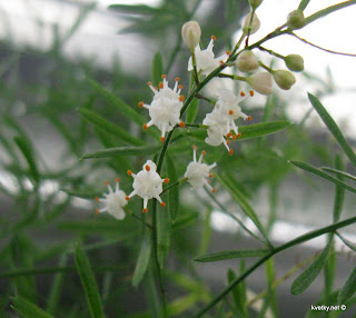 Аспарагус густлцветковый Шпренгера цветы