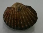imagination free: mollusca