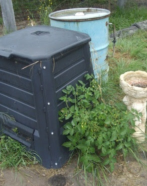 eight acres: top five vegetables for beginner gardeners in the sub-tropics