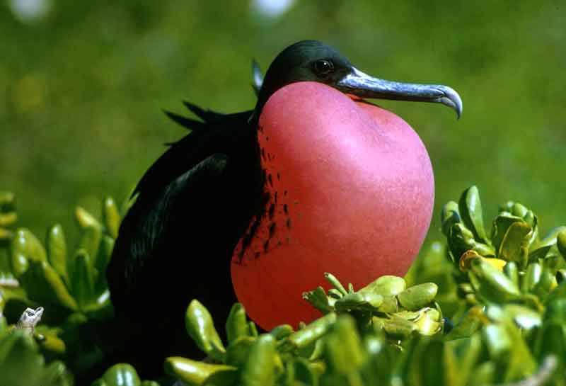 [Fregata_magnificens1-piccol.jpg]
