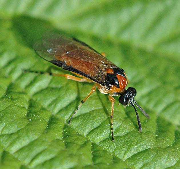 CABINET OF CURIOSITIES: Gooseberry sawfly
