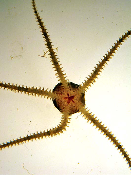 Beyond the Human Eye Brittle Stars