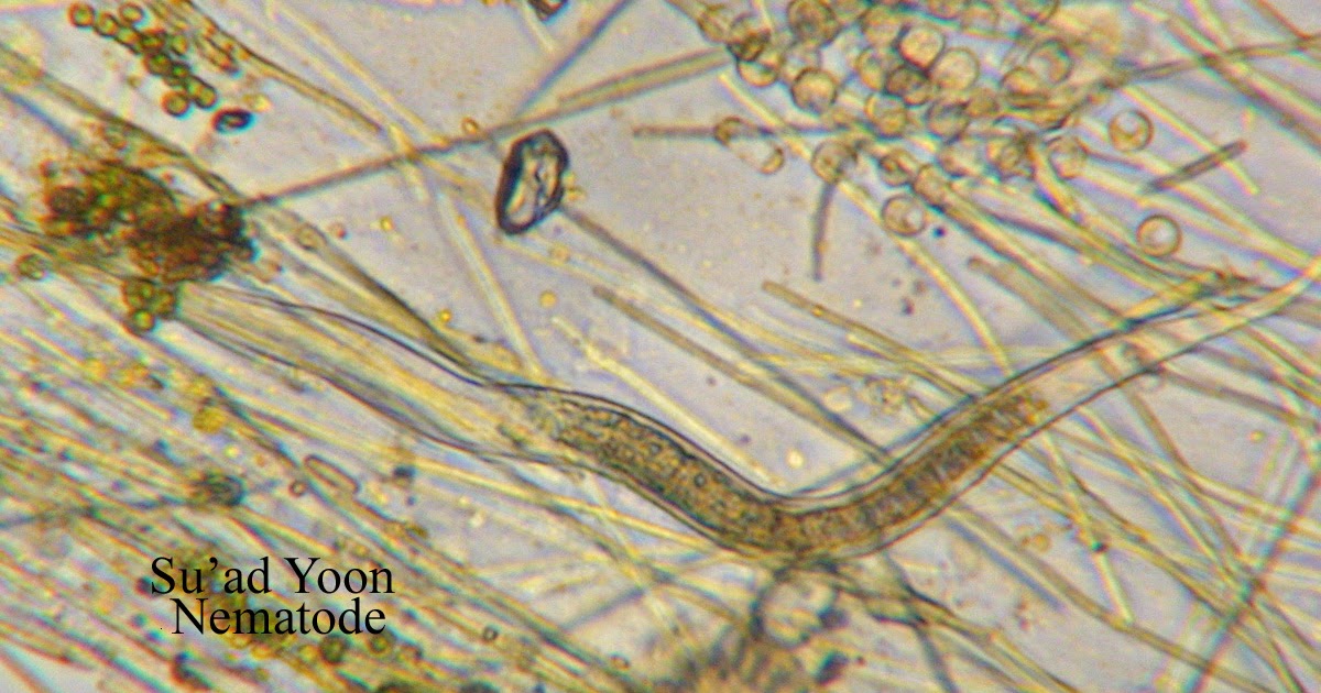 Botany 111 Term Project: Week Three Observations (Thursday, Nov 4)