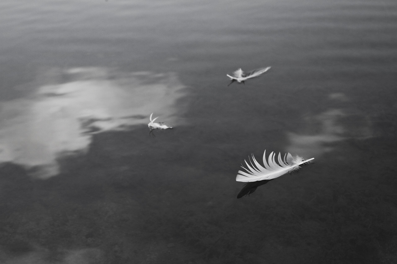 Toeie's Photoblog: Floating Feather