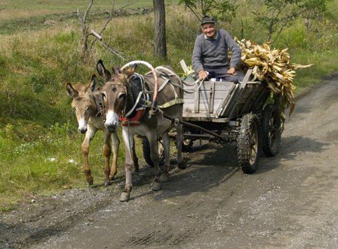 [carretto+con+asini.jpg]
