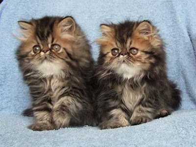 persian mixed with tabby persian mixed with tabby