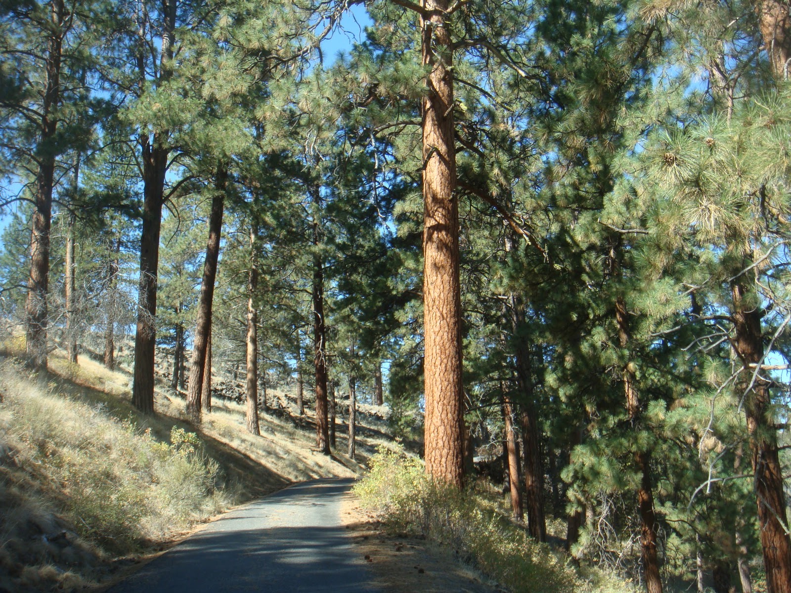 THE ROAD TAKEN Morning at Sprague River Park Sept 27