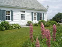 Lupines of Lupine Farm