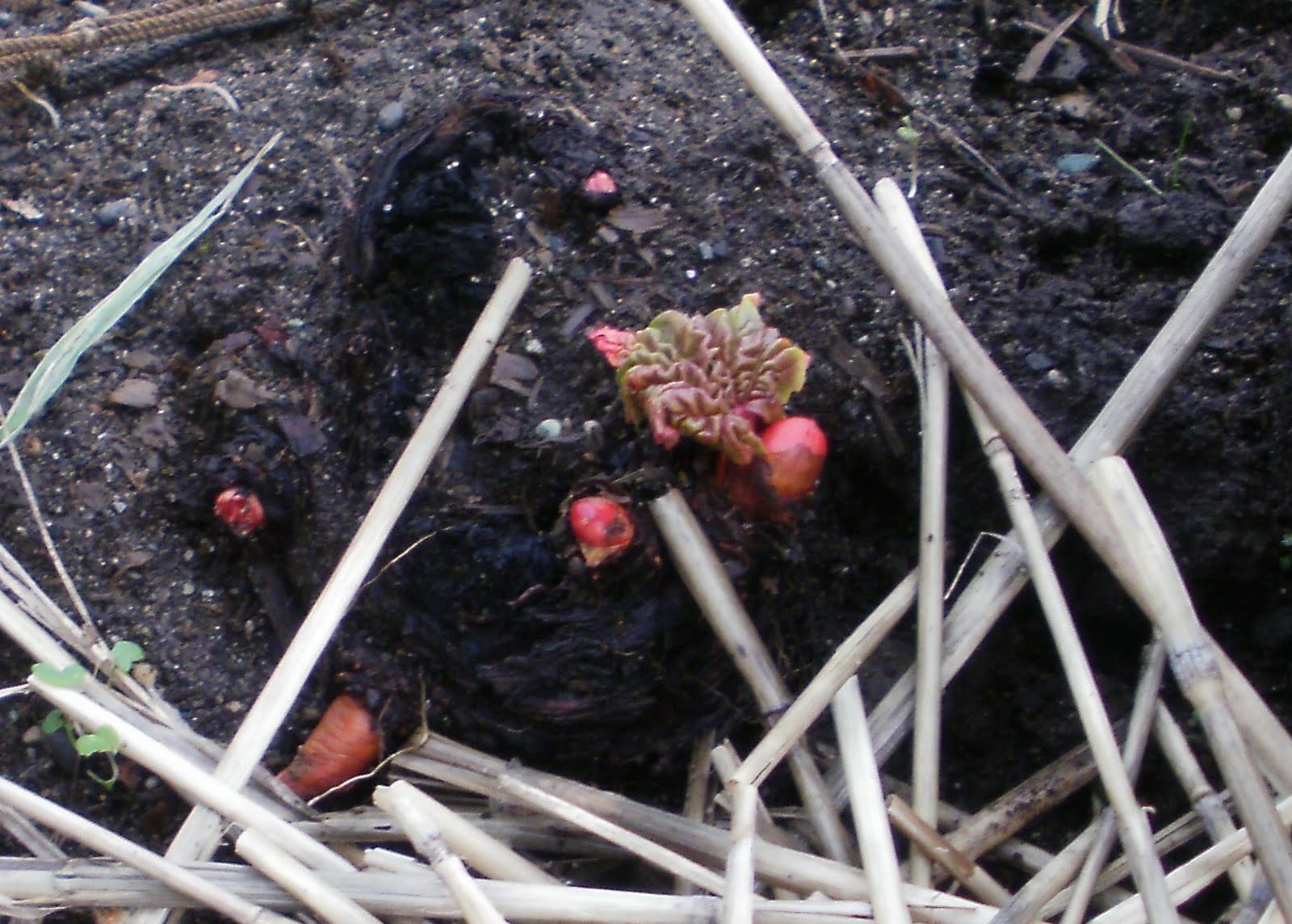 [01+Rhubarb+Sprouting.JPG]