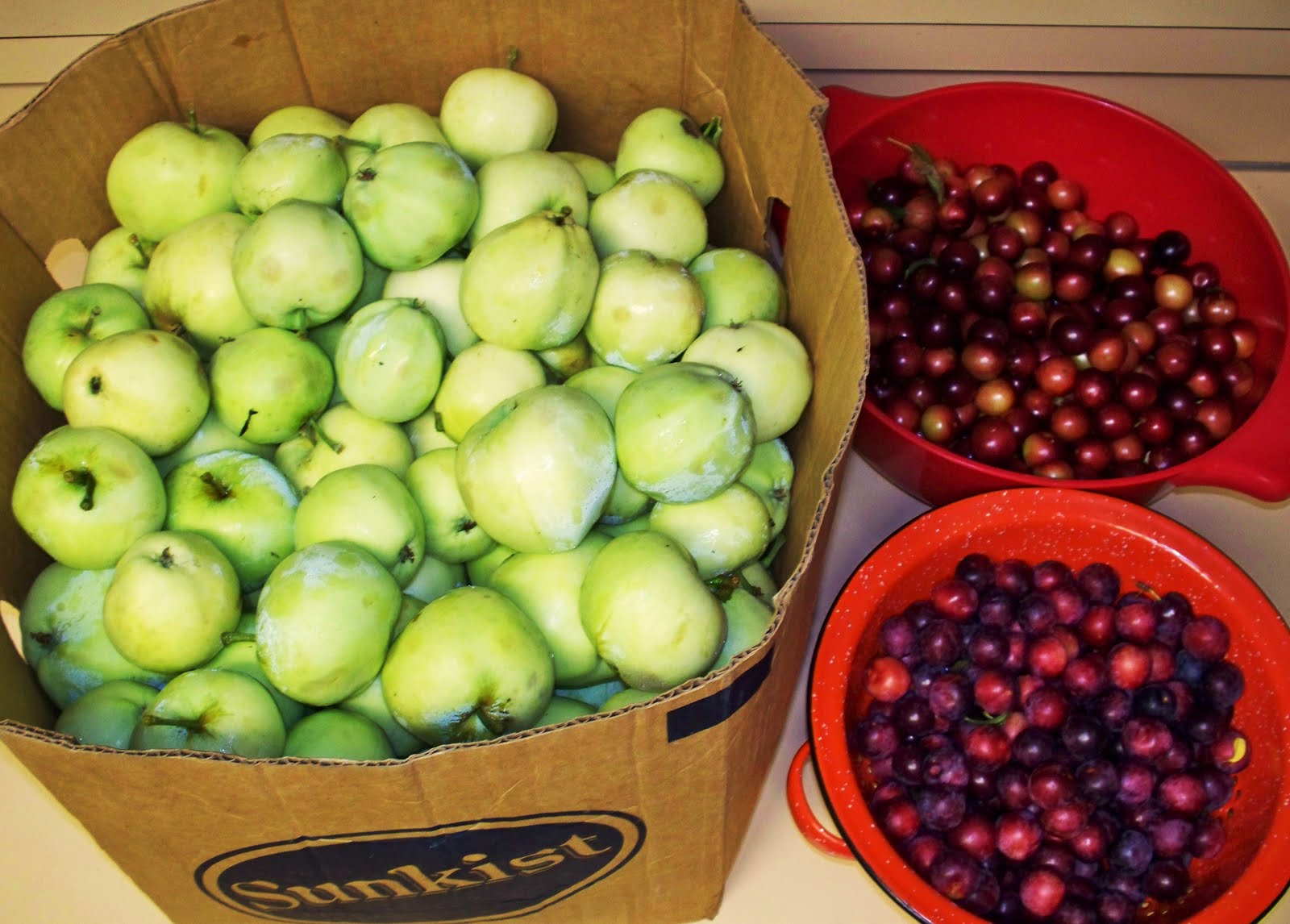 [Blog+02+Apples+and+Plums+Fresh+from+the+Orchard.JPG]