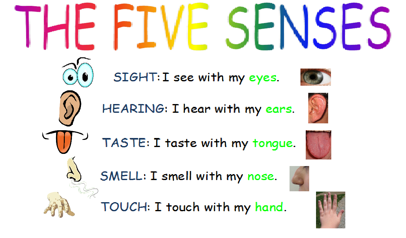 mrs-ricca-s-kindergarten-science-five-senses