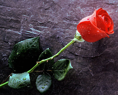 white rose. Download free Red Rose Wallpaper Images Pic image : Wet Red rose 