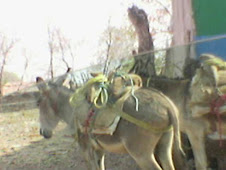 Burros