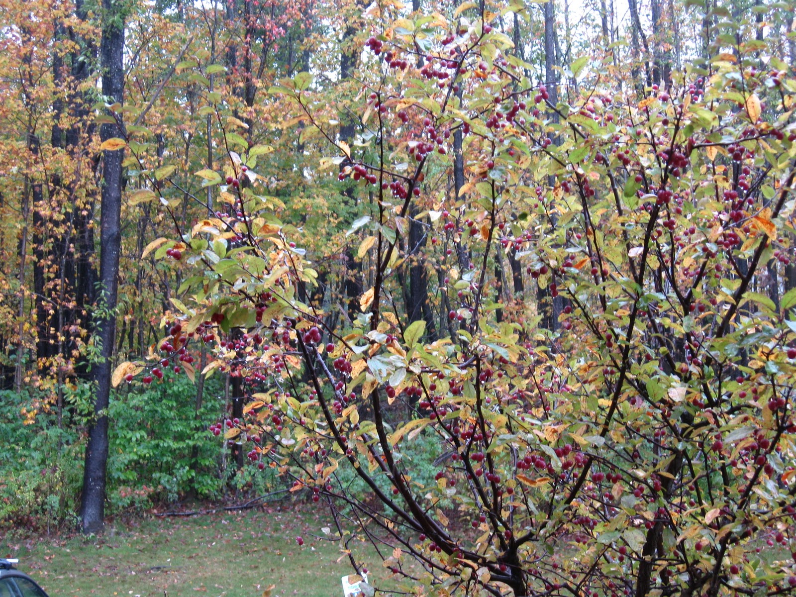 Sherry's Rustique Gallery: Watercolor World