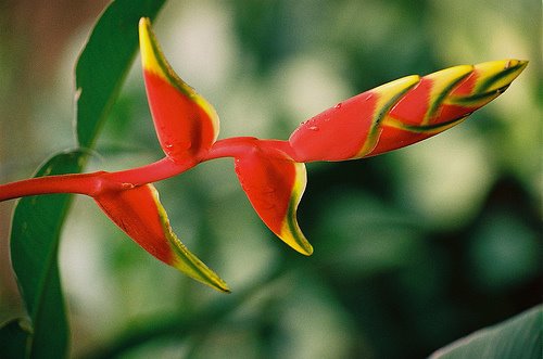 Paradise Flower, Dominica