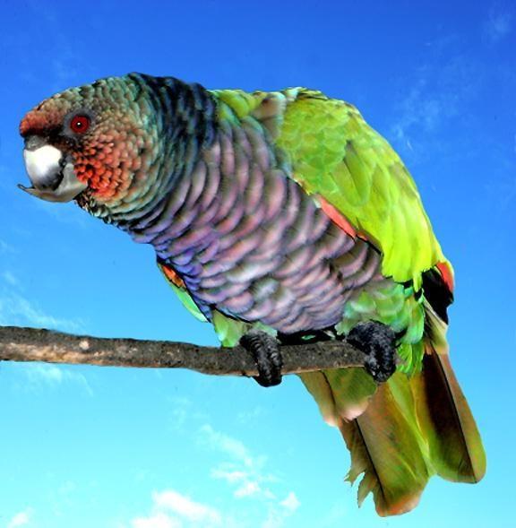 Sisserou Parrot, Dominica