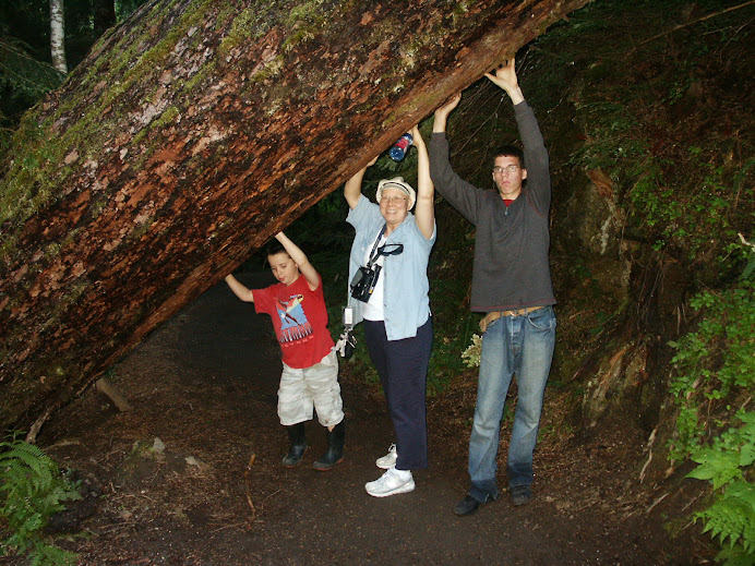 2008 Mt. Rainier's Grove of Patriarchs
