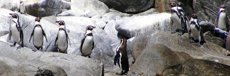 Pinguinos en Isla Pan de Azucar