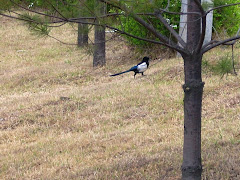 Korean Bird Magpie