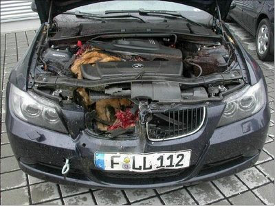 Deer in engine compartment (4) 1