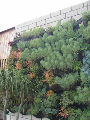 LA landscape: Green Walls, SoCal Style #1 - Woolly Pocket