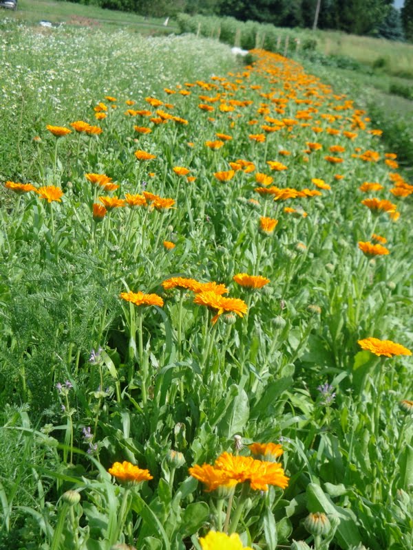 Lancaster Farmacy: Calendula