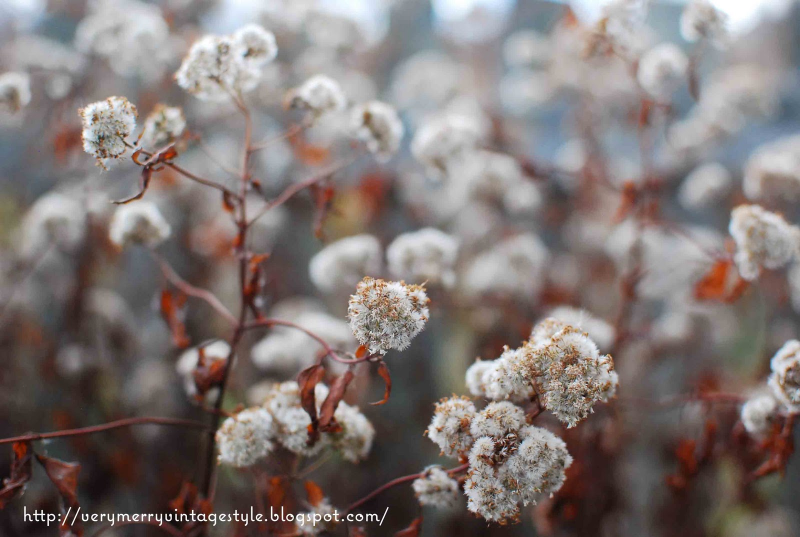 Very Merry Vintage Syle: Giving Thanks {My Beautiful November Garden