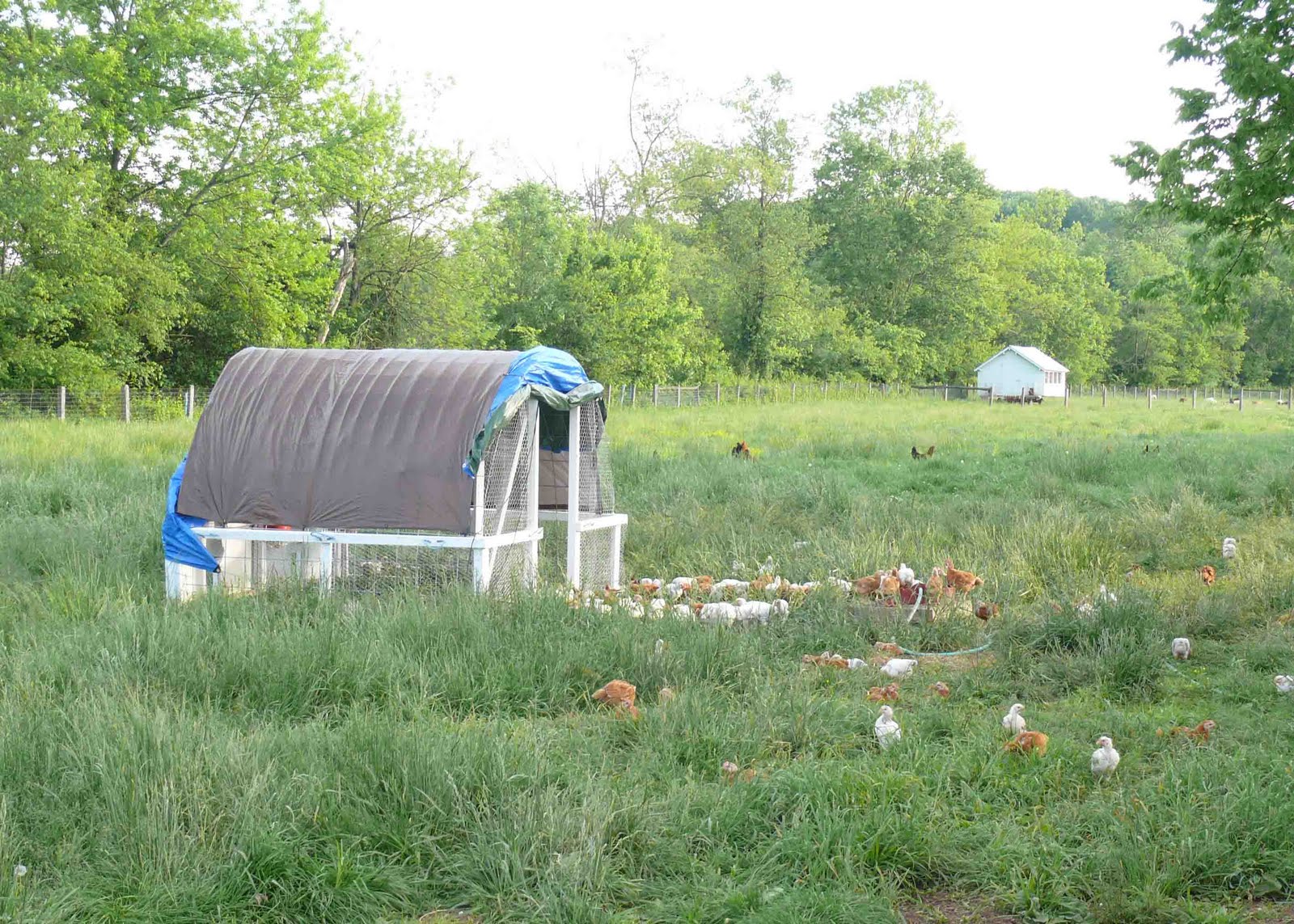 Whitmore Farm Selling chicken in Maryland