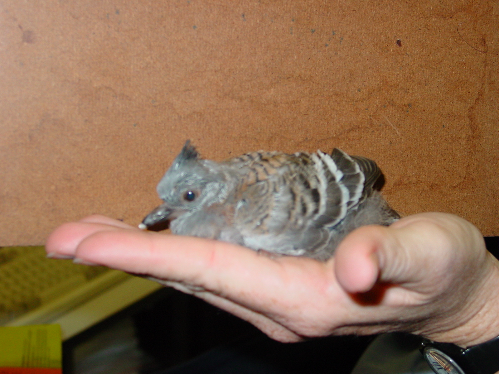Flyingbirds_Snoodsnscrews The Real Top knot pigeon makes a stand!