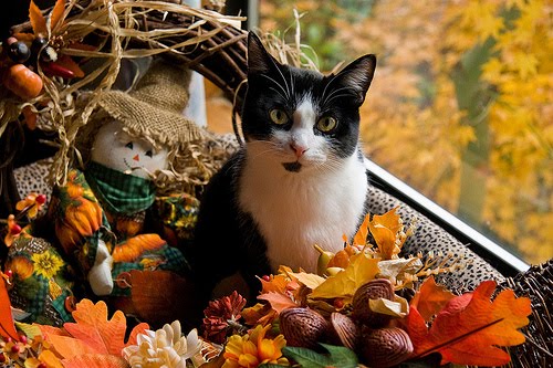 Write On Target: Thanksgiving Kitty Says...