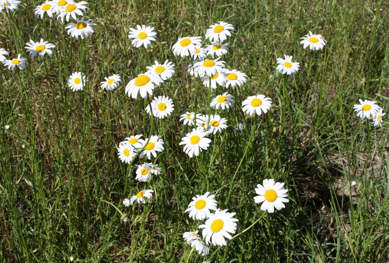 Southern Lagniappe Roadside Daisies