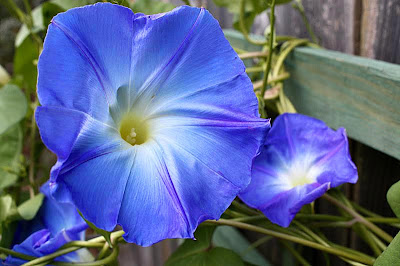 Southern Lagniappe: Blue Flowers