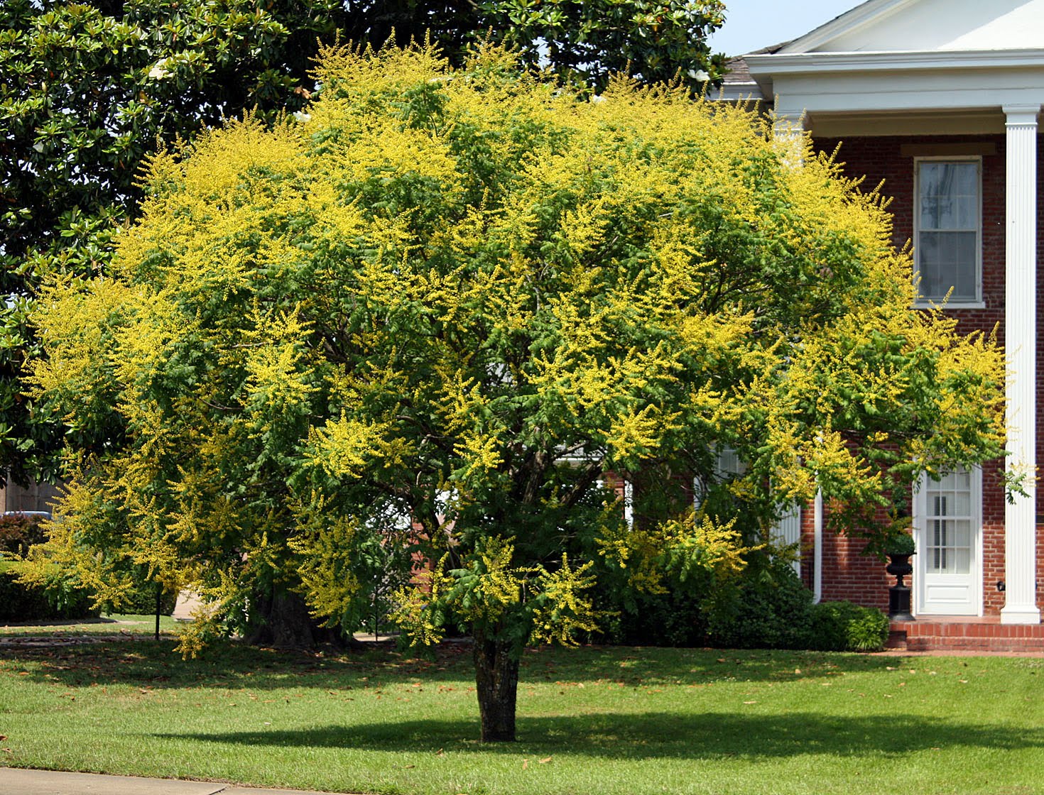 Southern Lagniappe The Glorious Golden Raintree