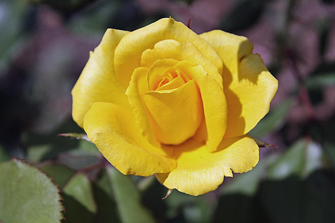 The Yellow Rose of Vicksburg