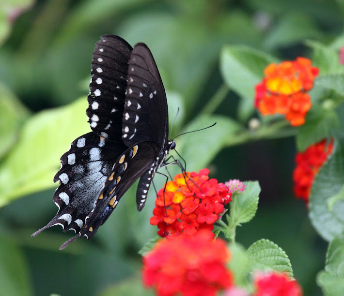 Black Swallowtail on Lantana