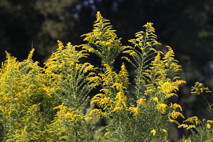 The Glory of Goldenrod