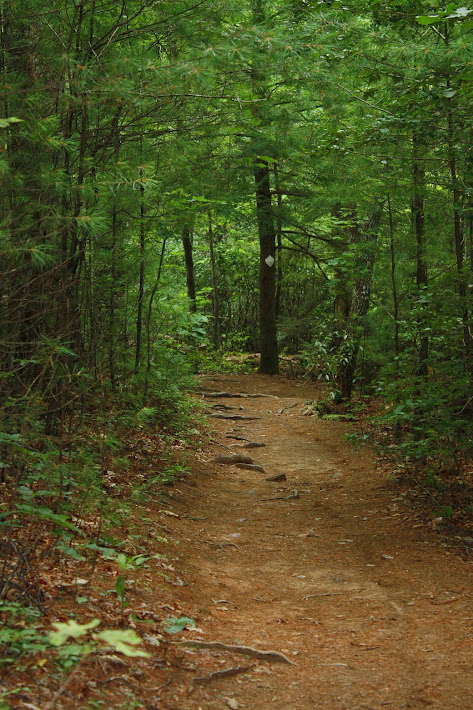 Path leading to Toccoa River in Georgia