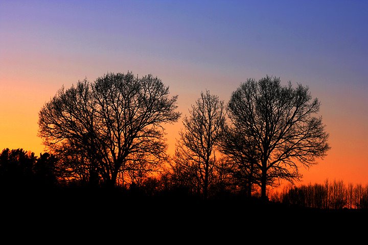 Solnedgång, färg, vår, Jönköping, Dalvik, träd