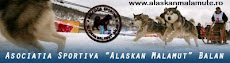 Alaskan Malamut