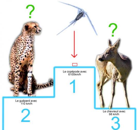 Dans l'antre de l'araignée marrante: L'animal le plus rapide du monde